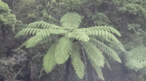 A kiwi fern
